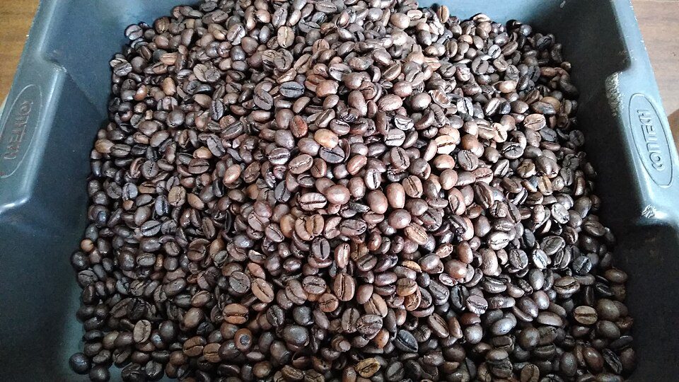 Arabica coffee vs Robusta coffee. Photo credit By Sridhar Rao